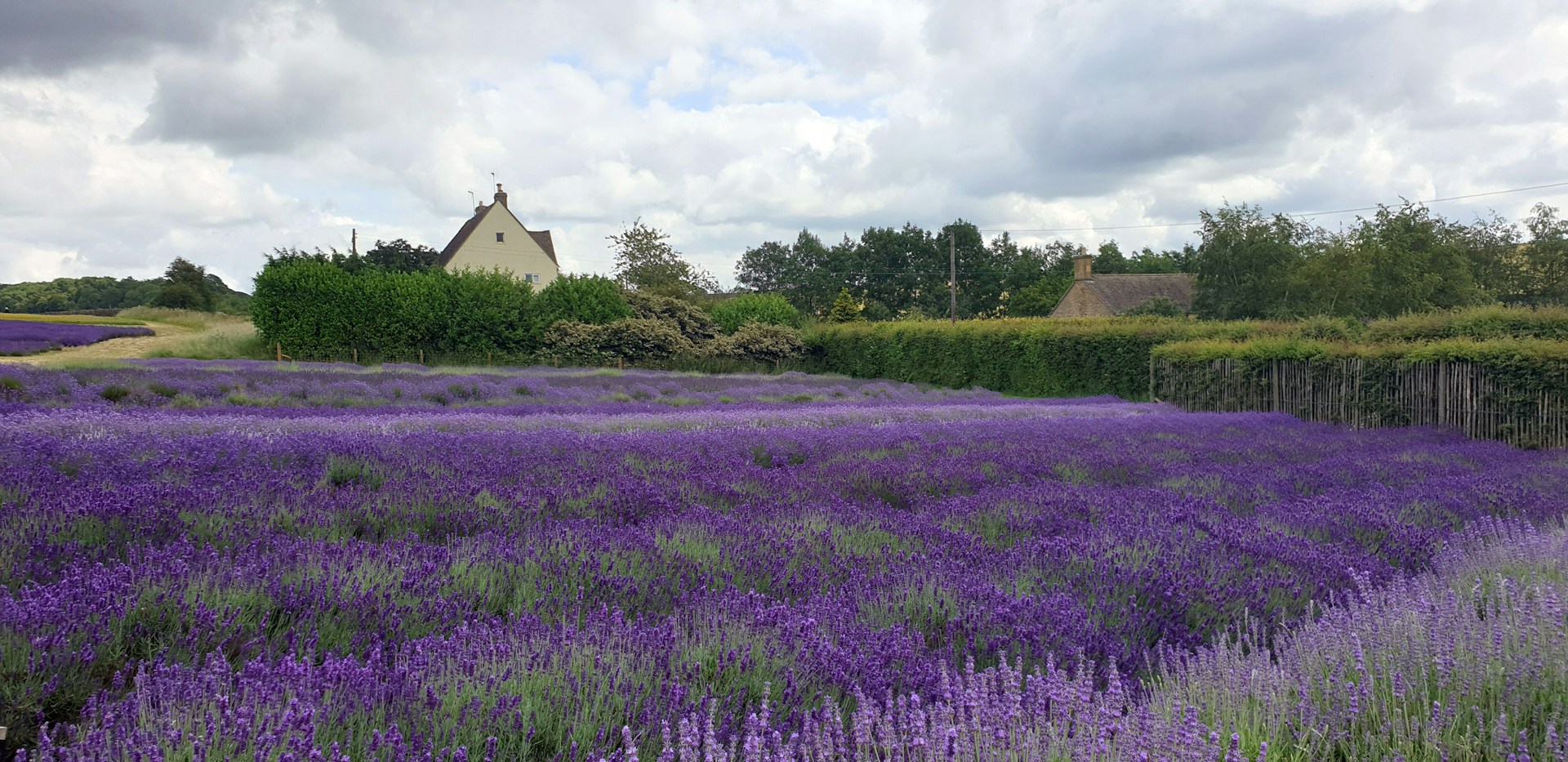 Snowshill Lavender Fields Taxi